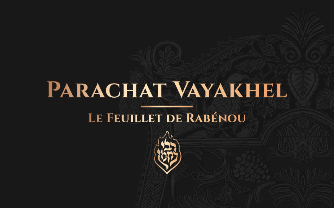 Vayakhel (Chabbat Para) – Le Tsadik symbolise la vache rousse qui purifie